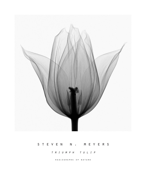 MEYERS - Triumph Tulip