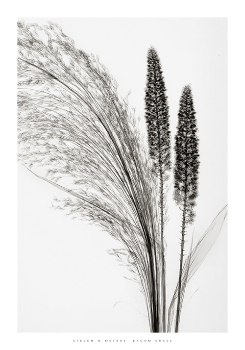 Steven N. Meyers - Broom Grass