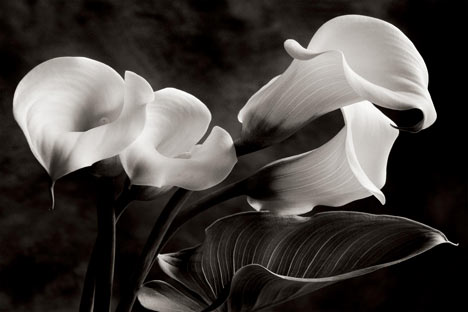 Sondea Wampler - Calla Lilies No. 1