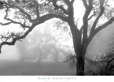 Honeysett - Oaks in Fog
