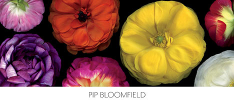 Pip Bloomfield - Ranunculus Panorama,ovsz