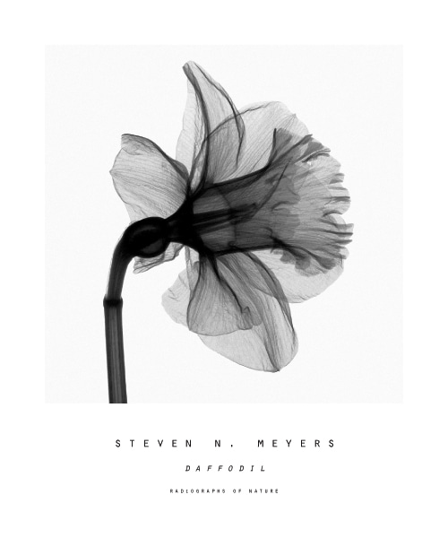 MEYERS - Daffodil
