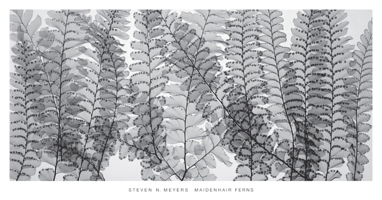 MEYERS - Maidenhair Ferns